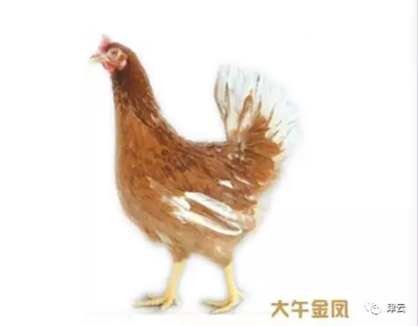 院士候选人杨宁技术剽窃