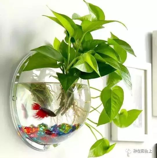 如何养好水培吊兰 0a12c037620c4c9aa97325d44634a3dc.jpeg