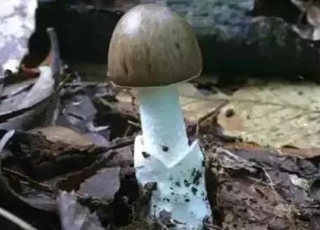 毒鹅膏菌!