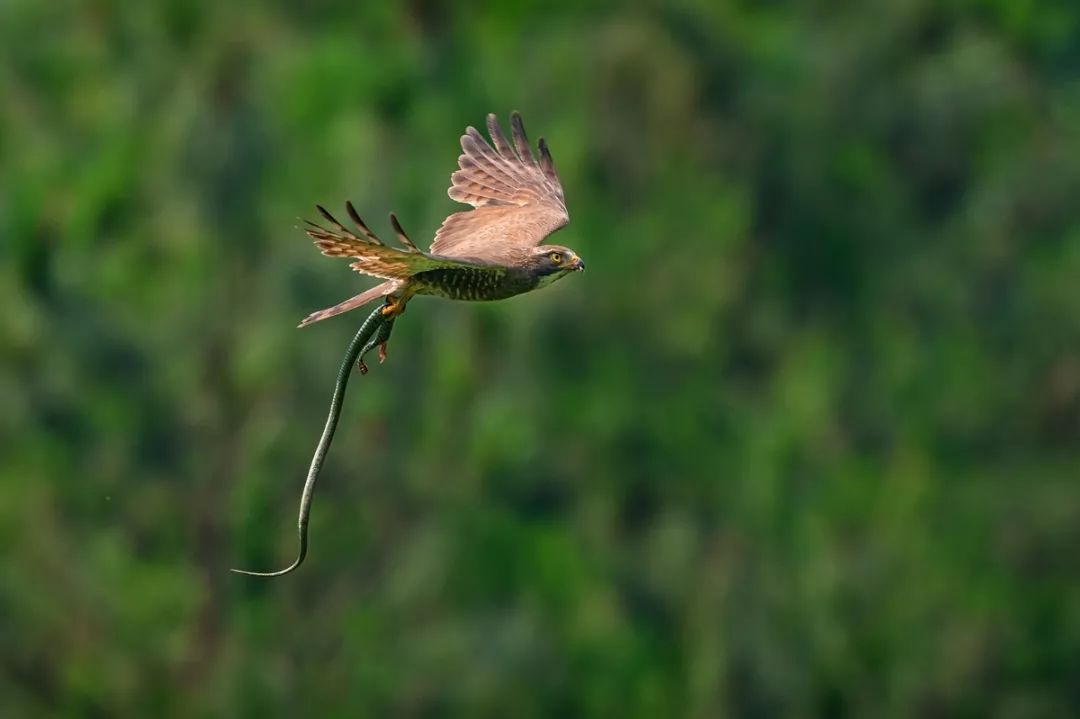 2019观鸟大年六月优秀作品集