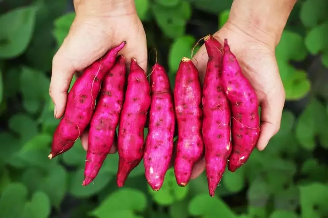 如何种植红薯视频 1190d192ae044fdda546415f67a14c4a.jpeg