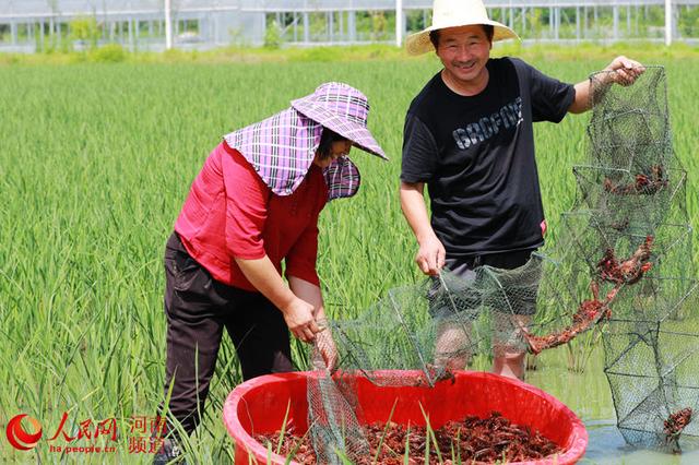 河南省光山县罗陈乡张楼村青龙河合作社社员在水稻田收获小龙虾