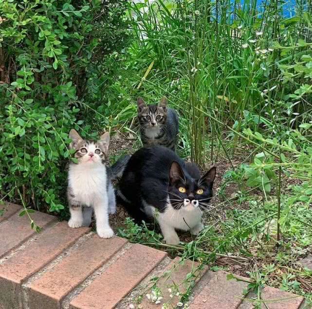校园里的"流浪猫家族"倾巢出动觅食,可爱模样萌炸,校友:抱走