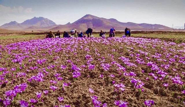 广袤的藏红花种植园,位于伊朗的黄金地区—呼罗珊省,意为"太阳升起