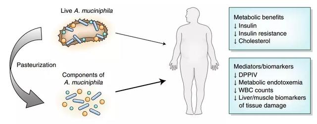 口服死akk菌可改善多种肥胖指标