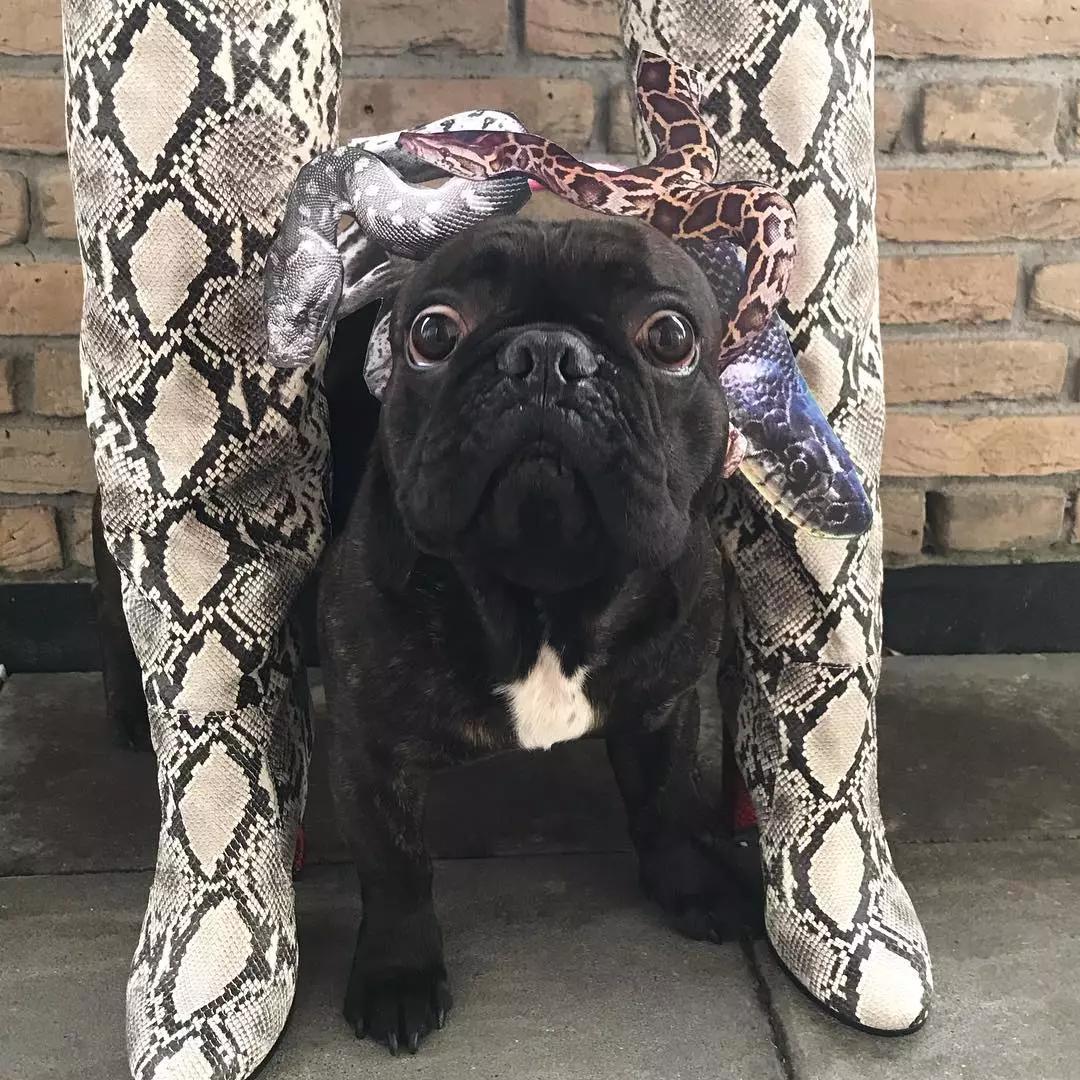 世界第一家族非主流,终于对斗牛犬下手了!