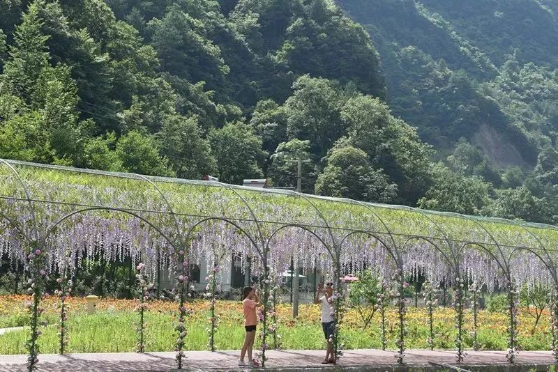 邀请函7月6日相约曾家山花千谷