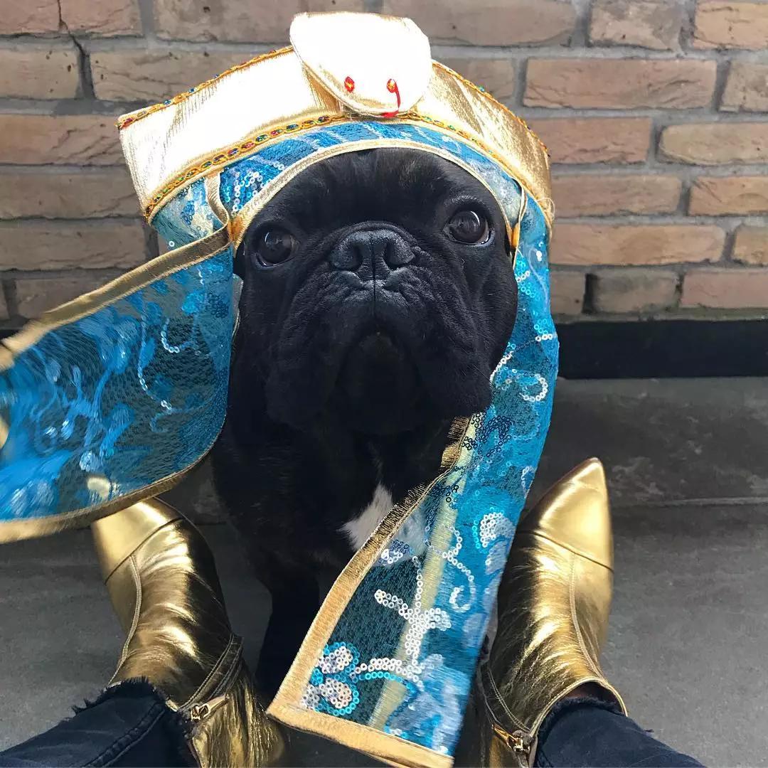 世界第一家族非主流,终于对斗牛犬下手了!