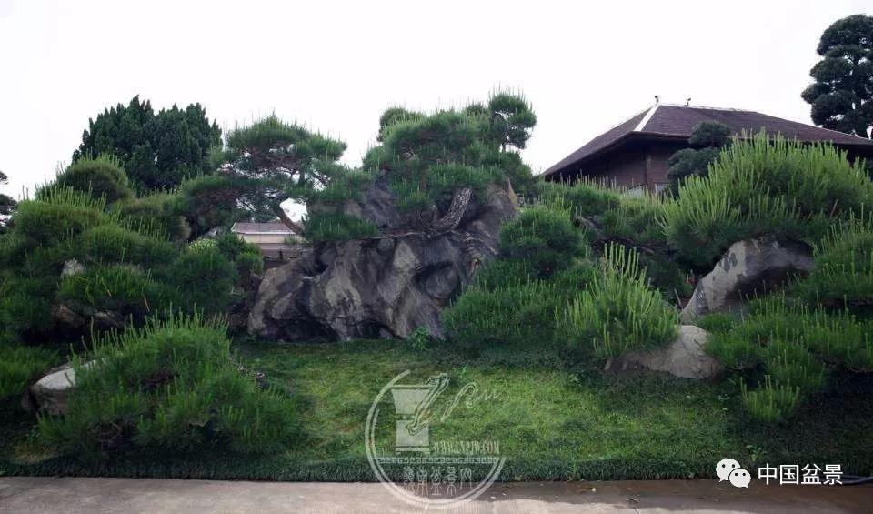 (香港)南莲园池园林景观作品:长隆酒店盆景艺术松石轩负责人张耀松(右