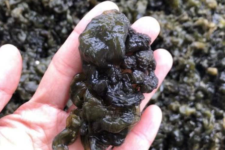 屎是什么垃圾种类 45ad390e63424bad8e5dc7bb411e55ea.jpeg