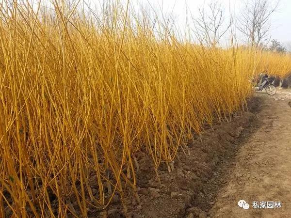 南京私家花园常用植物之草本花卉