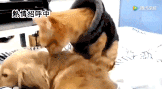 320_176gif 动态图 动图