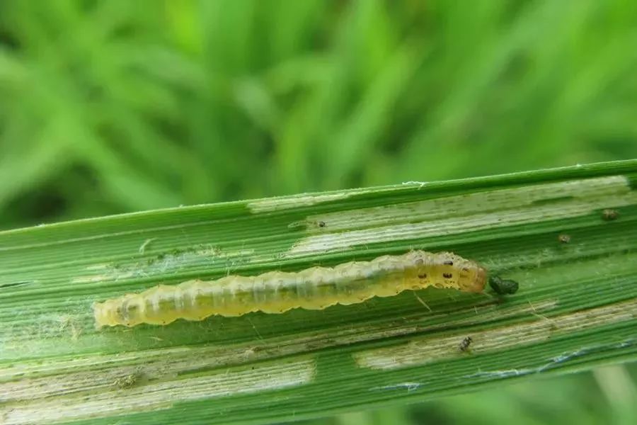 虫螨腈15克 虱螨脲20克/桶水 能防的害虫非常多,在水稻,玉米,果树