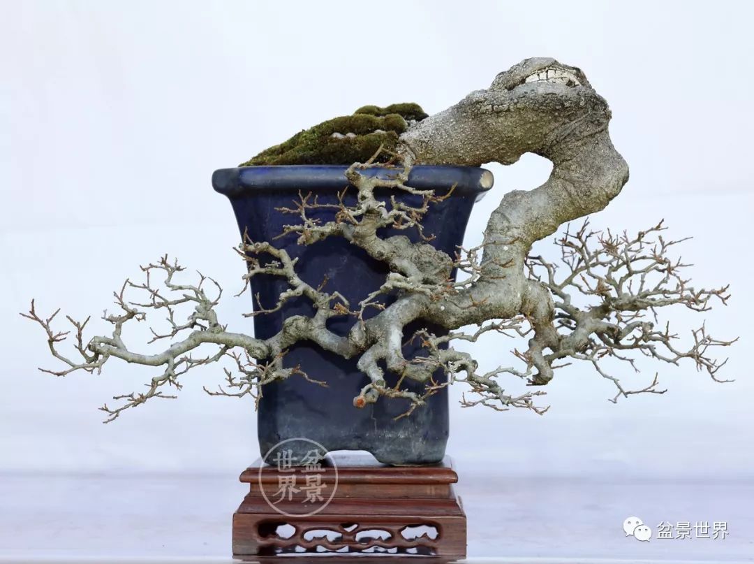 荣获2016第九届中国盆景展览金奖 为推动岭南盆景艺术,二十多年来他