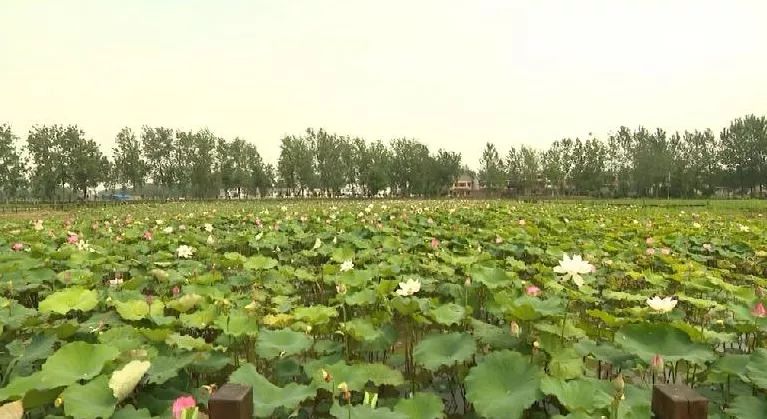 组图|涡阳曹市“红色辉山”荷塘景色美 旅游好去处