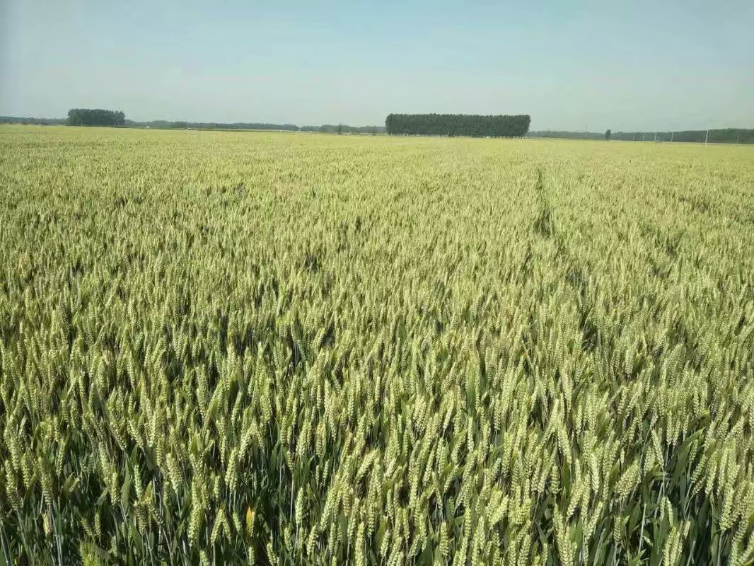 豫农98小麦品种审定公告和供应信息