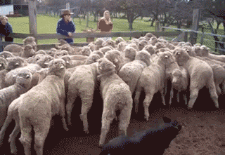 动物 羚羊 320_221 gif 动态图 动图