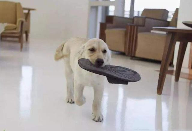 如何给狗狗做一个小窝 70b94f19f948467987f3786016171744.jpeg