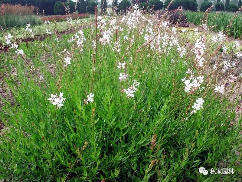 116,山桃草115,宿根天人菊114,美国薄荷113,亚菊112,六倍利111,地肤