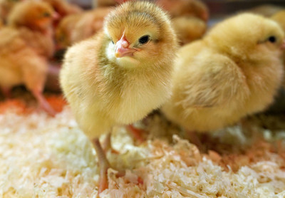 雏鸡采食量低,仅仅是疾病所致?