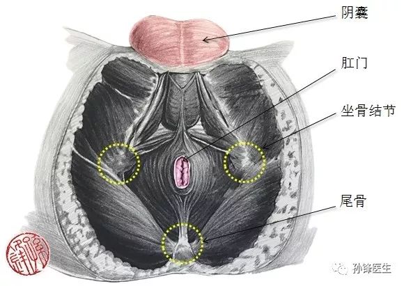 医学笔记|男性的会阴部解剖:肛门外括约肌(锋哥推荐)