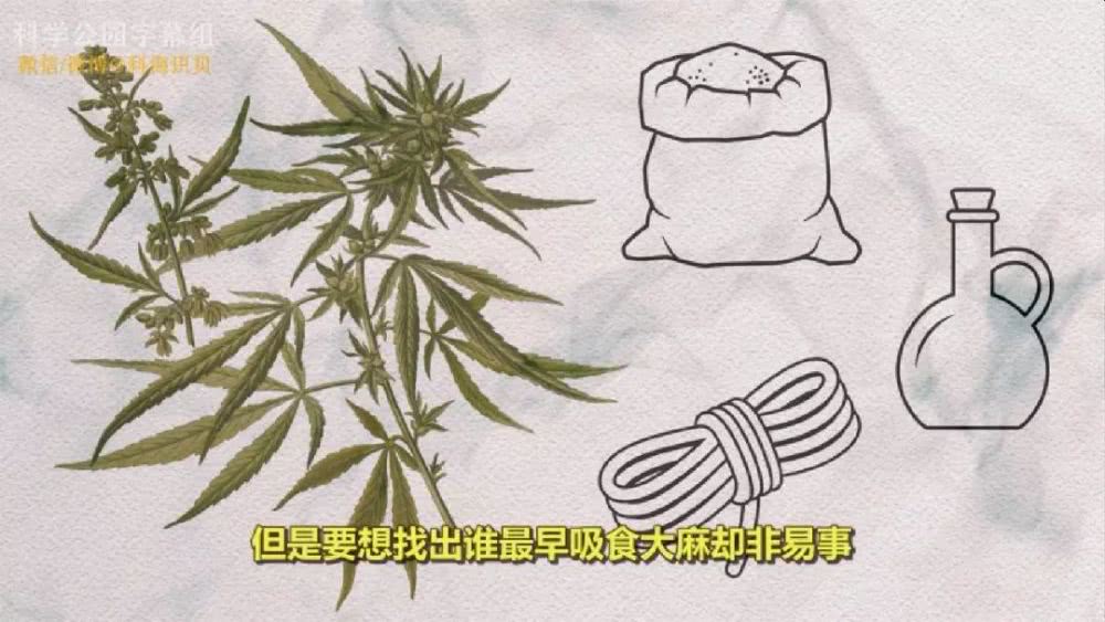 最早吸食大麻的是什么人2500年前的葬礼仪式上有大麻痕迹