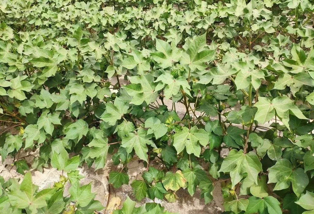 棉花初花期植保工作建议