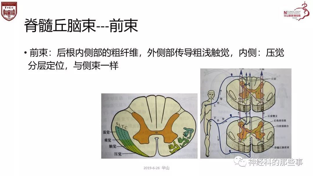 脊髓的解剖和定位诊断