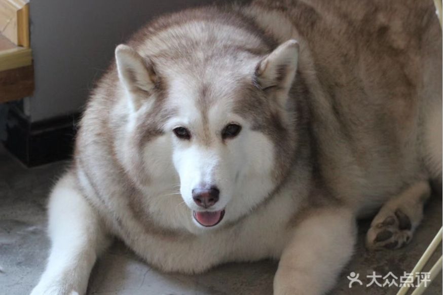 萌出天际! 成都这几个吸猫吸狗地儿,聚众撸宠、甜品咖啡、打卡拍照一个都不能错过!