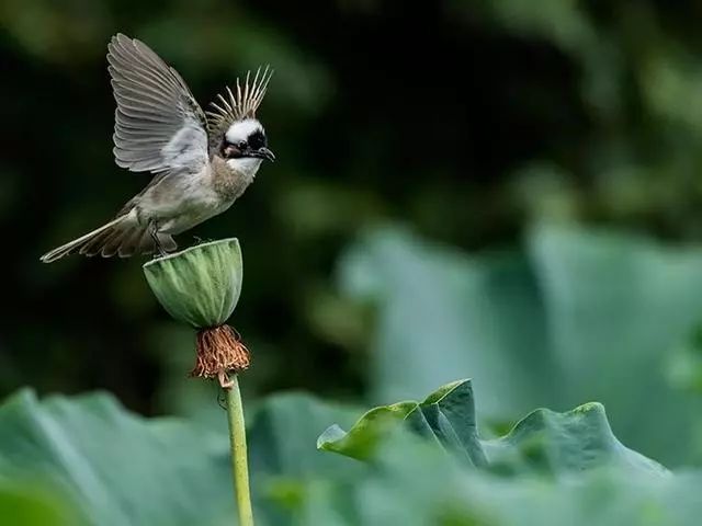 花鸟摄影:一只雀儿一枝莲