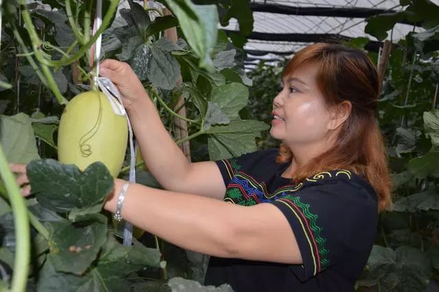 哈密瓜怎么种植成功 a606e14888c54ab684406b0e57030985.jpeg