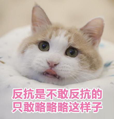 猫咪表情包|没人疼,没人爱,我是地里的小白菜