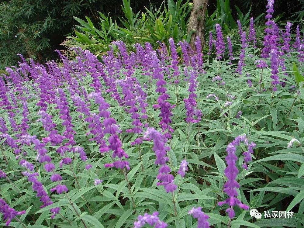 南京私家花园常用植物之草本花卉