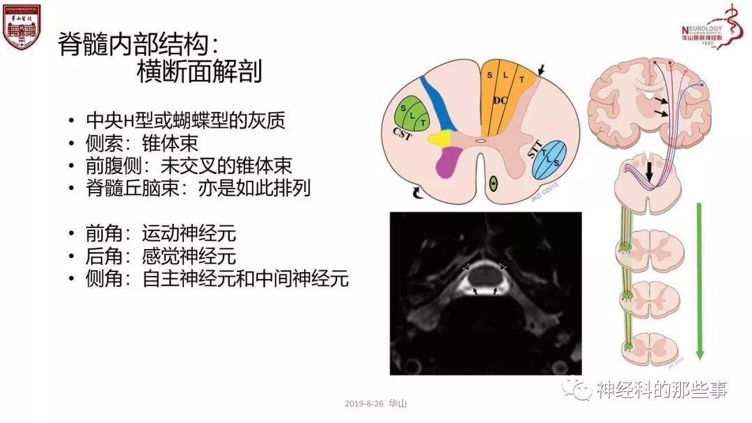 脊髓的解剖和定位诊断
