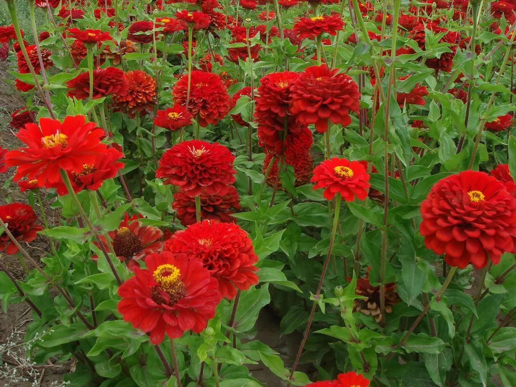 百日草波斯菊硫华菊花开成海为夏天再添风景