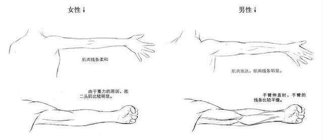 二,手臂的动态画法在了解比例以及部位的形状后,让我们将他实际应用到