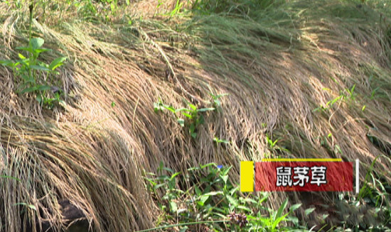 "装备"之二鼠茅草滴灌,这是所有大型农场和果园必备的"武器,这样的