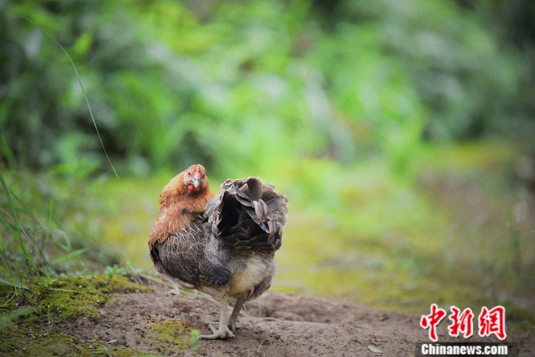 一只跑到山谷底下树林中"觅食"的母鸡.王以照 摄