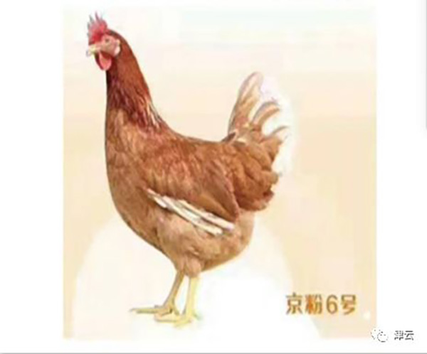 院士候选人杨宁技术剽窃