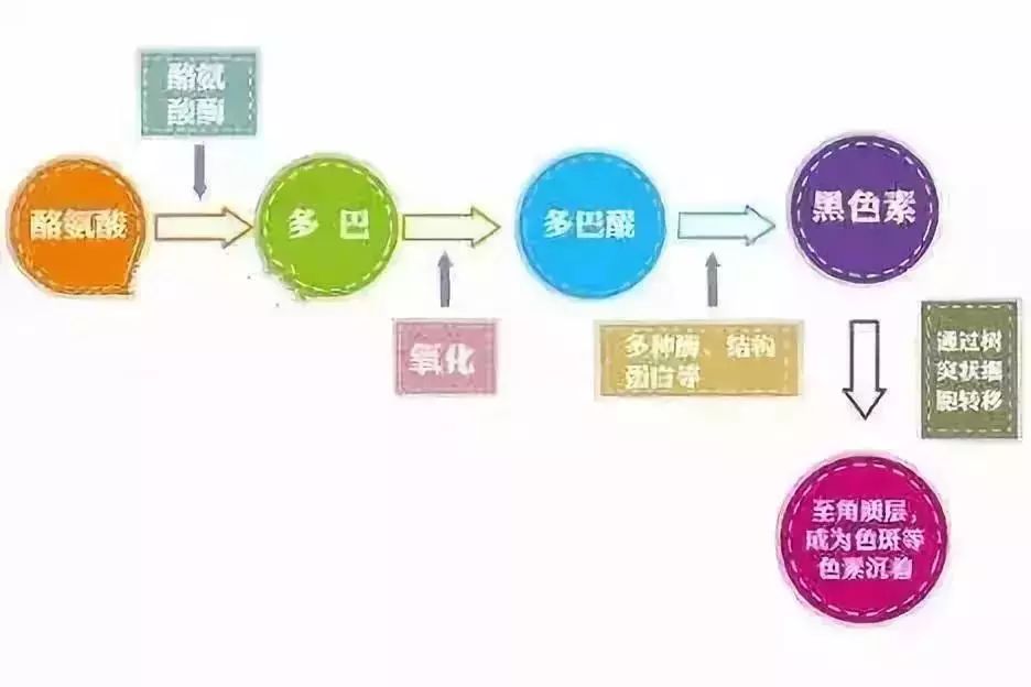 黑素的主要成分，食物中没有刺激酪氨酸酶的活性的物质，人就不会变黑。所以说，可以为了美白折腾，但是还是