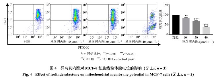 3.4异乌药内酯对 mcf-7细胞线粒体膜电位的影响 3.