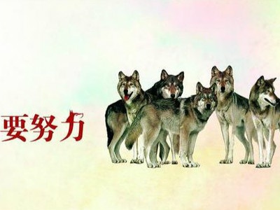 什么狼当什么成语(5)