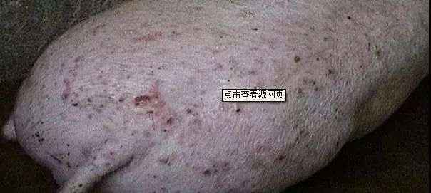 【技术】迅速诊断5类猪病,帮您获得更大利润!