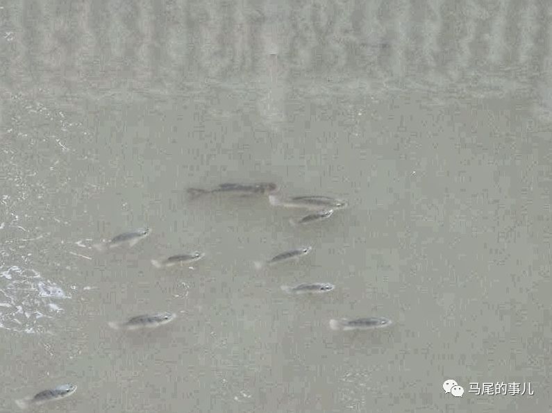 笑什么河清成语_成语故事图片