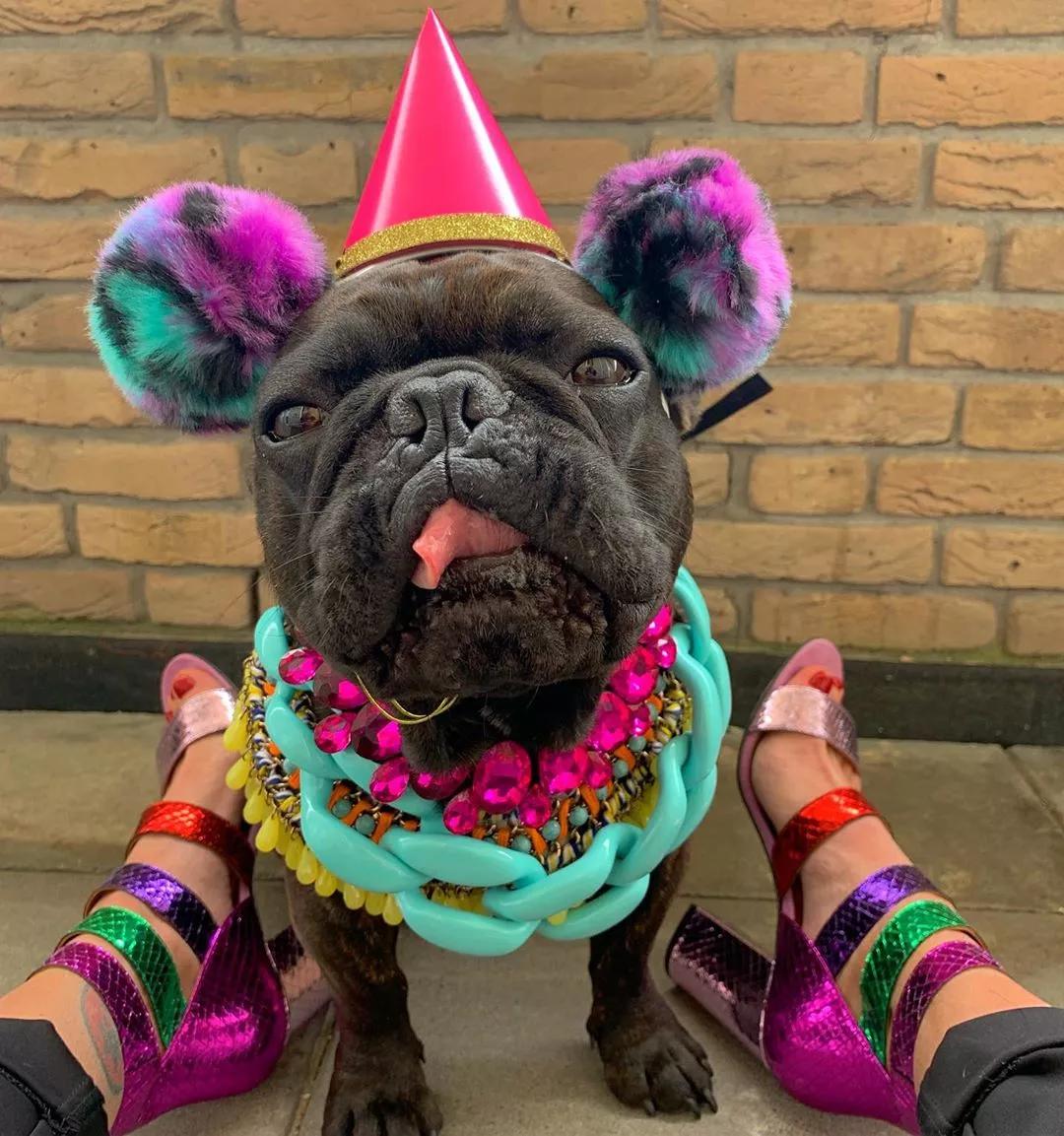 世界第一家族非主流,终于对斗牛犬下手了!