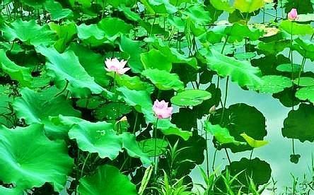 北京周边泛舟看荷花最好的地方在哪里「2021北京莲花池荷花节是几月几日」