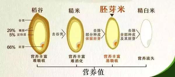 稻谷和所有谷类种子结构基本相似,简单来说,稻谷由稻壳,糠层,胚芽