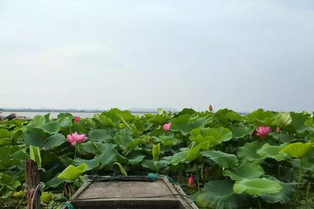 阳澄湖莲花岛,夏日里的美