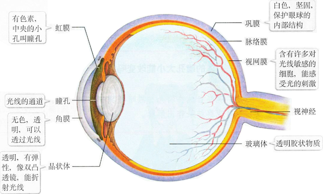 而构成眼球的角膜,结膜,巩膜上虽是有着非常丰富的触觉和痛觉的神经