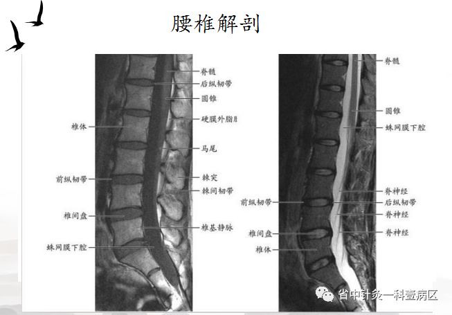 首先讲解了腰椎的各个解剖结构.